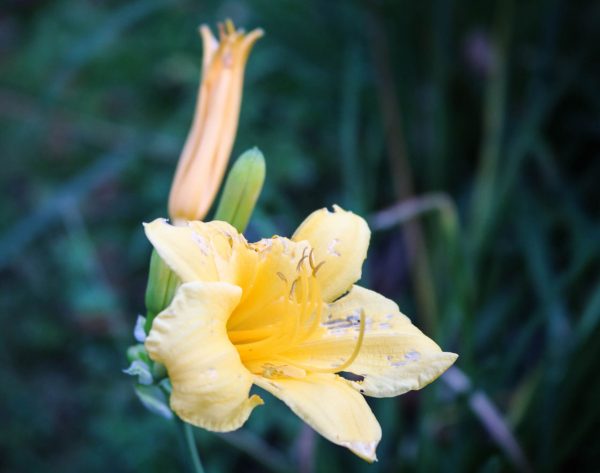 Yellow-Flower-1